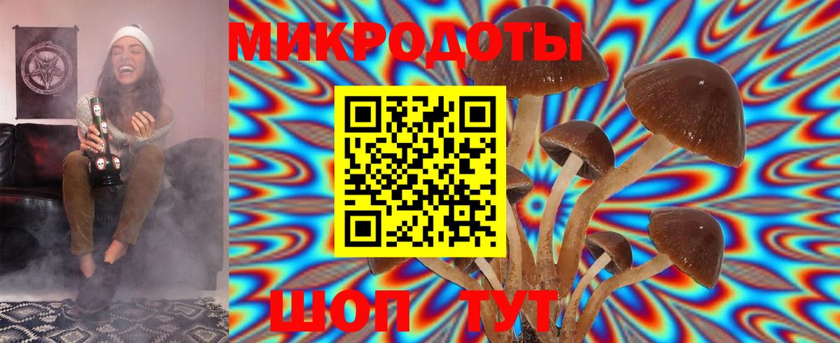Псилоцибиновые грибы Psilocybine cubensis Абинск